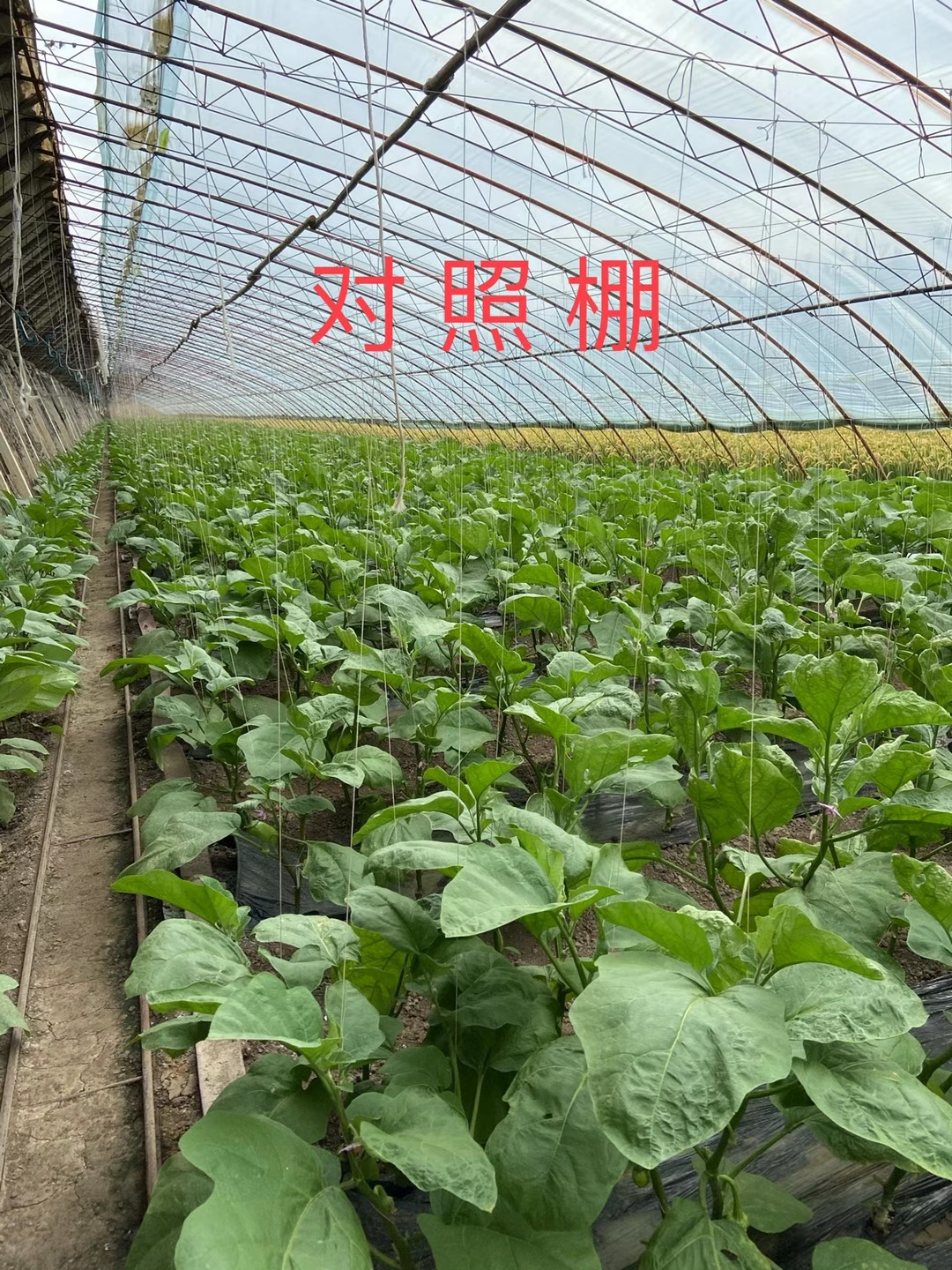 <a href=http://www.bzj123.cn target=_blank class=infotextkey>上海立杉</a>水溶肥在北方暖棚茄子上的效果反饋3