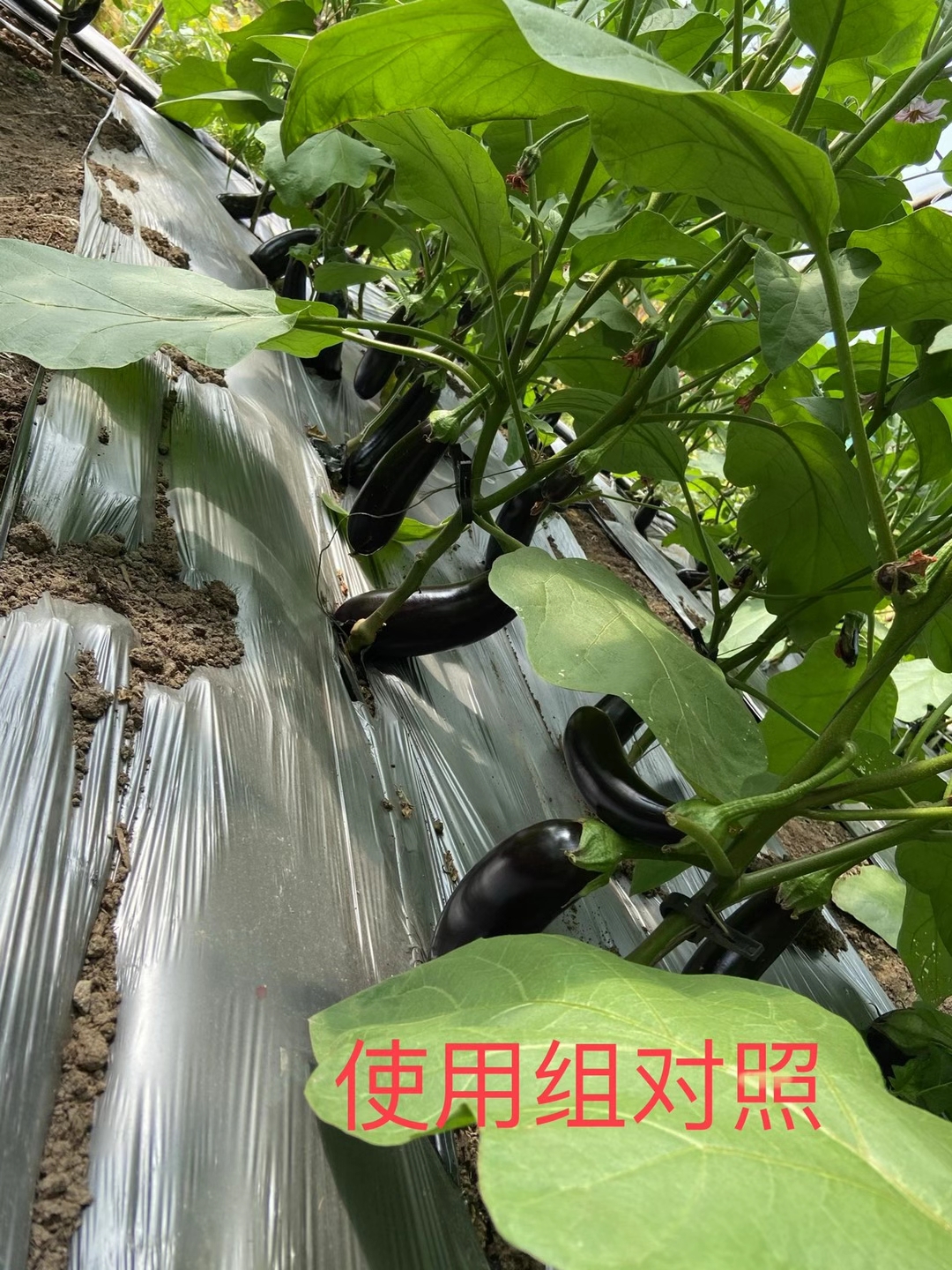 <a href=http://www.bzj123.cn target=_blank class=infotextkey>上海立杉</a>水溶肥在北方暖棚茄子上的效果反饋5