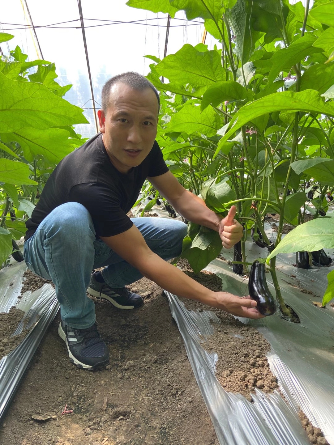 <a href=http://www.bzj123.cn target=_blank class=infotextkey>上海立杉</a>水溶肥在北方暖棚茄子上的效果反饋6